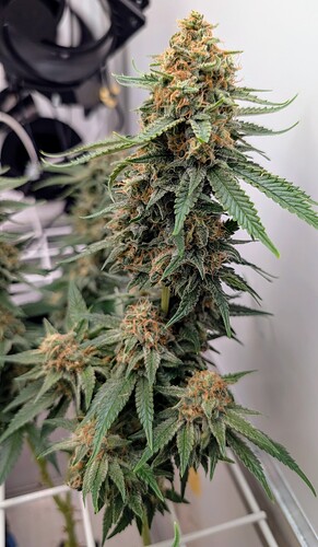 Growreport Bild 20