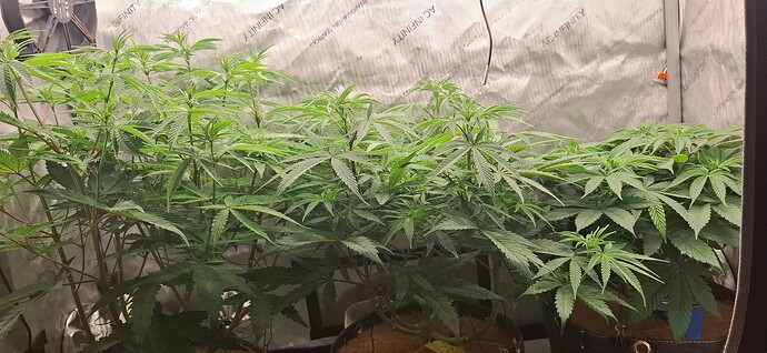 Growreport Bild 4