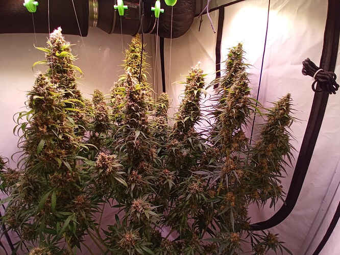Growreport Bild 1