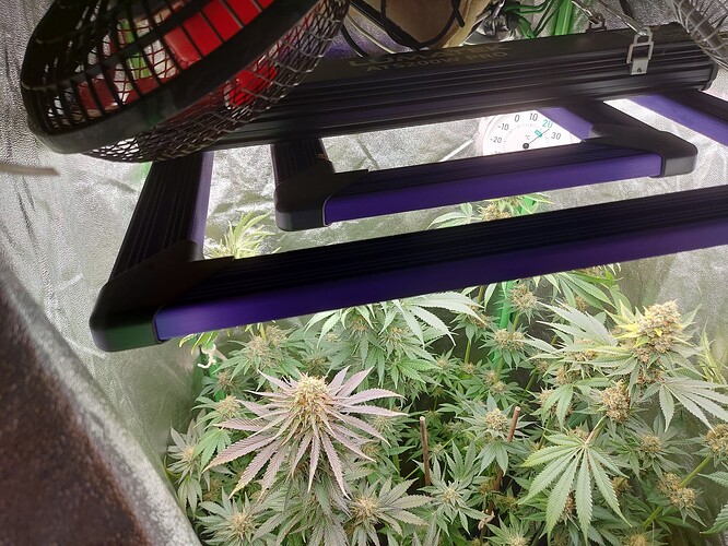 Growreport Bild 1