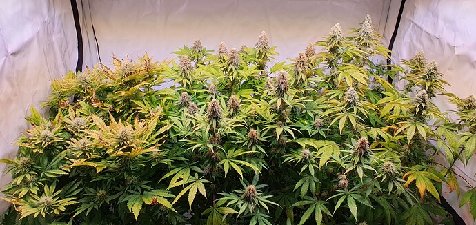Growreport Bild 2