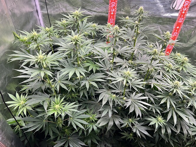 Eine blühende Cannabispflanze in einem Growzelt mit reflektierenden Wänden und Messskalen.
