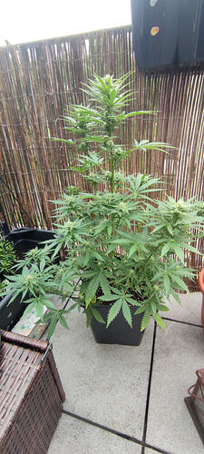 IMG_20260603_121617