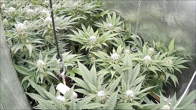 Growreport Bild 5