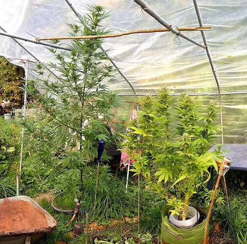 Growreport Bild 4