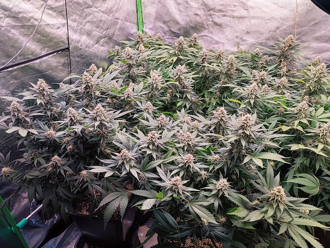 Growreport Bild 3