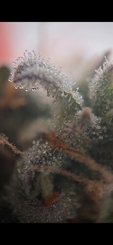 Screenshot_20250311_183614_Video Player