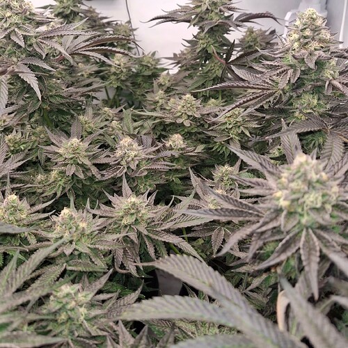 480335070_122168870942293599_2551646505358138603_n