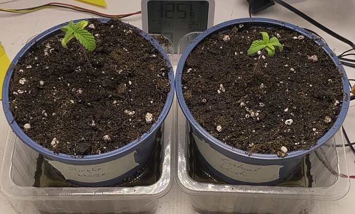 Growreport Bild 28