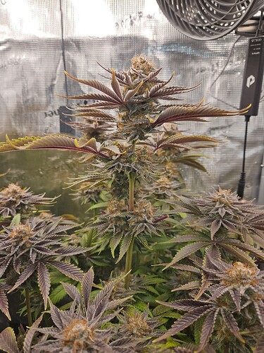 Growreport Bild 26