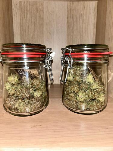Growreport Bild 3