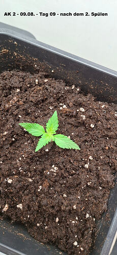ak20908afterspuel