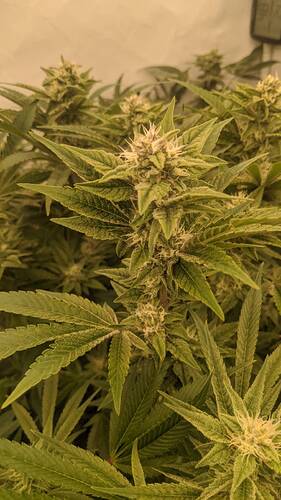 Growreport Bild 3