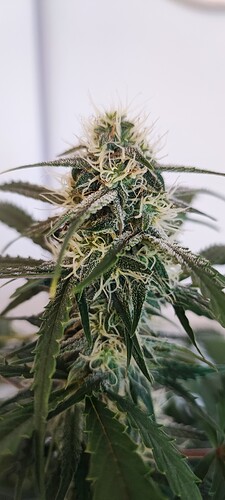 Growreport Bild 3