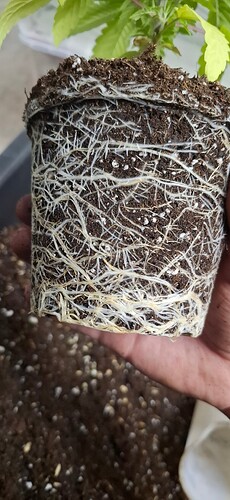 Growreport Bild 2
