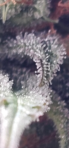 Growreport Bild 4