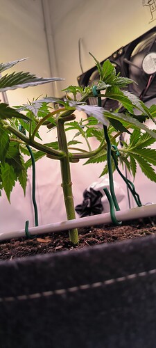 Growreport Bild 14