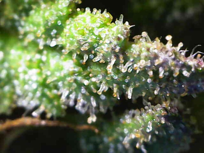 Growreport Bild 15