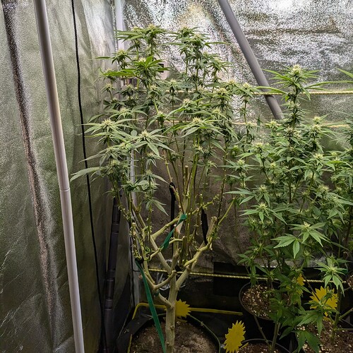 Growreport Bild 8