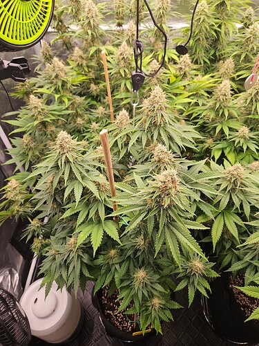 Growreport Bild 26