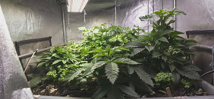 Growreport Bild 2