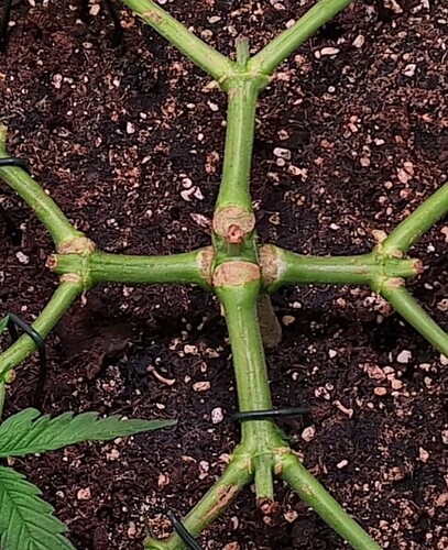 Growreport Bild 12