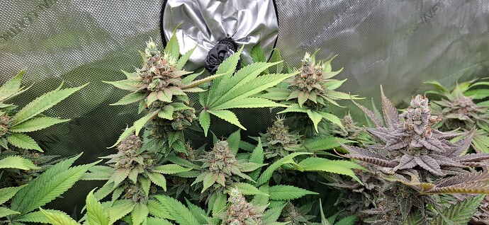 Growreport Bild 27