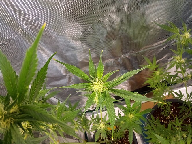 Growreport Bild 5