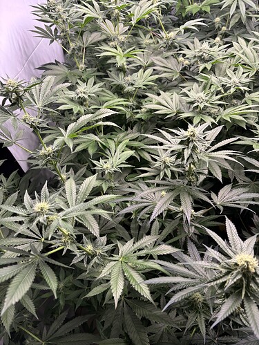 Growreport Bild 25