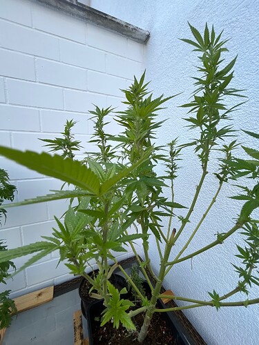 Growreport Bild 21