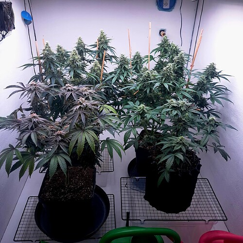 Growreport Bild 51
