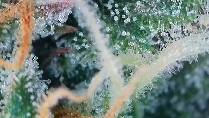 Growreport Bild 48