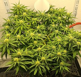 Growreport Bild 67