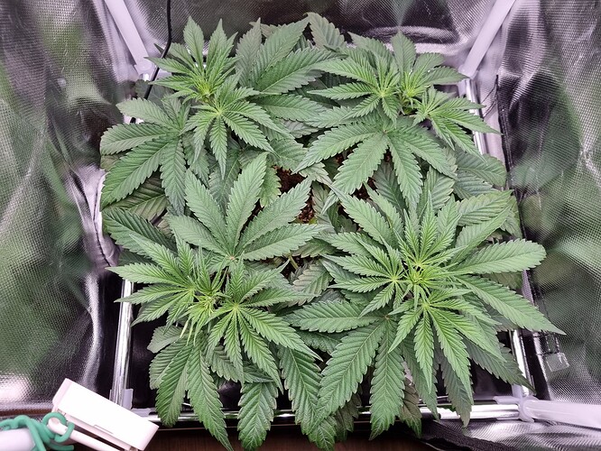 Growreport Bild 20