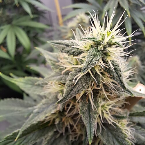 Growreport Bild 28