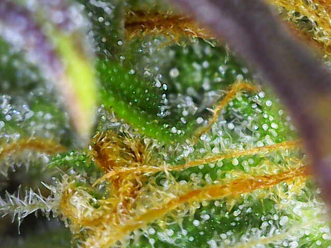 Image_2025-01-08 16_35_57_631