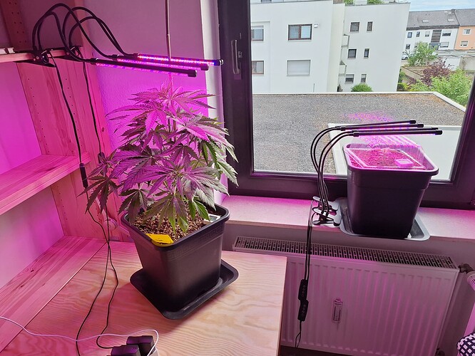 Growreport Bild 3
