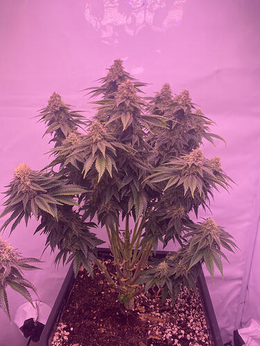 Growreport Bild 5