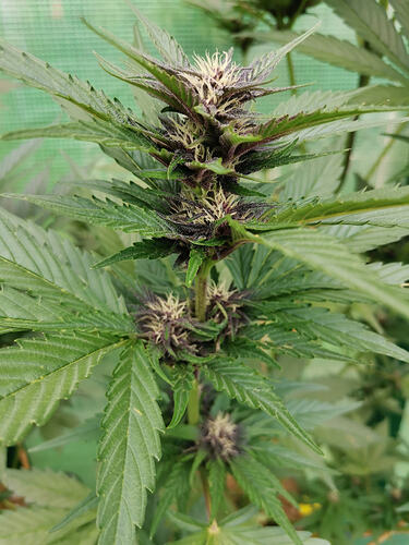 Lucky Hemp LT53 (1)