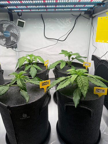 Growreport Bild 10