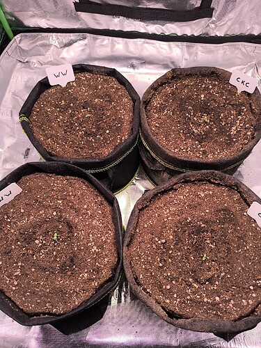 Growreport Bild 40