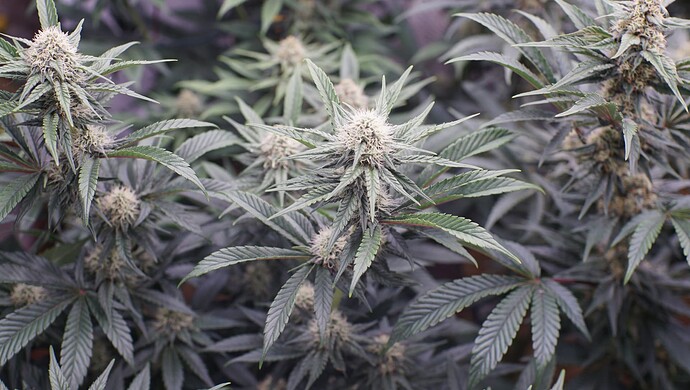Growreport Bild 7