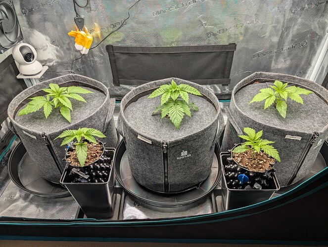 Growreport Bild 9