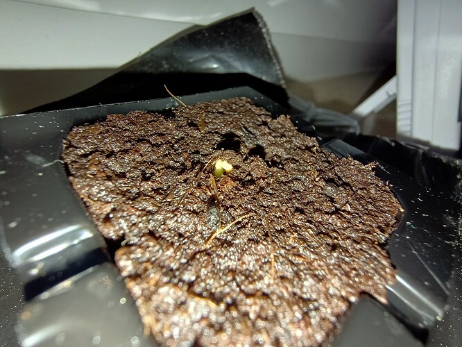 IMG_20240414_201730430_HDR