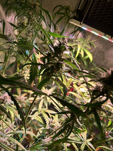 Growreport Bild 6