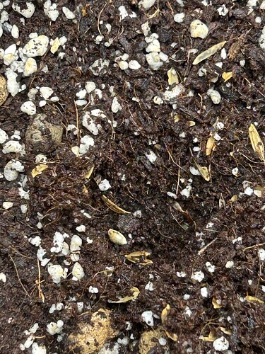 Growreport Bild 81