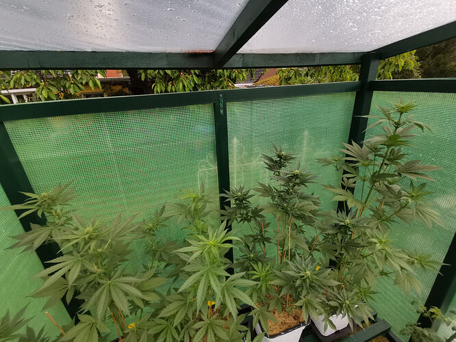 Lucky Hemp LT40 (3)
