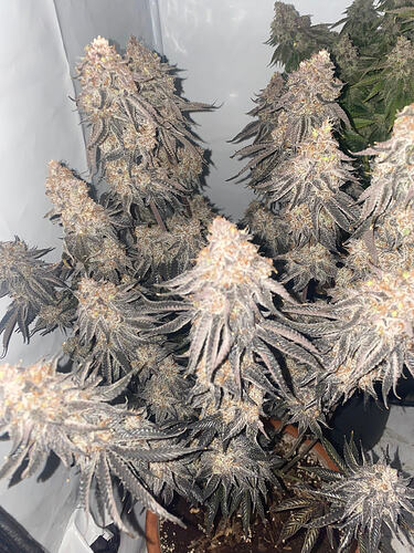 Growreport Bild 16