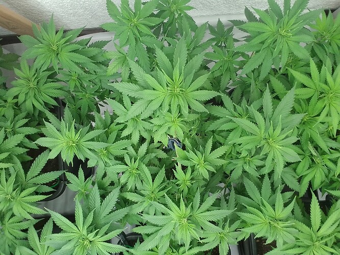 Growreport Bild 9