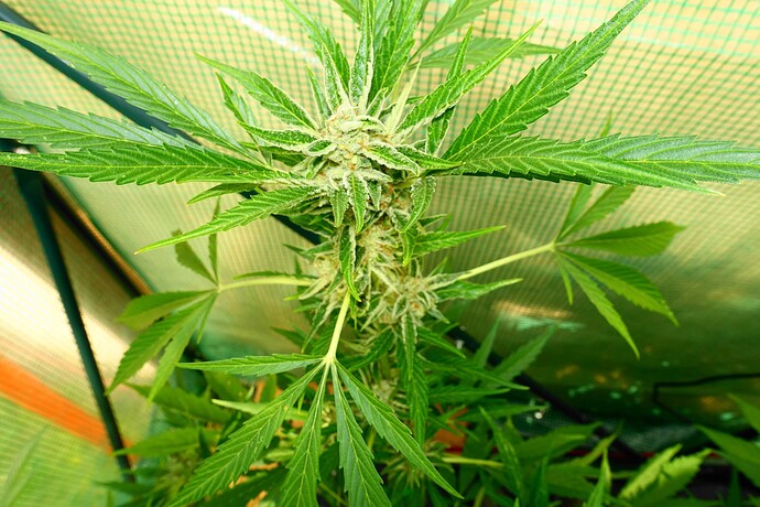 Growreport Bild 9